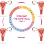 4 stages of the menstrual cycle infographic female reproductive health