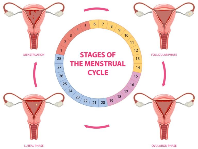 4 stages of the menstrual cycle infographic female reproductive health
